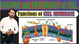 Cell membrane | Functions of Cell Membrane | Functions of Plasma membrane | Top lesson4u