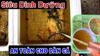 Thức Ăn Siêu Dinh Dưỡng DànhCho Cá Bảy Màu | Chia Sẻ Kinh Nghiệm Nuôi Cá Bảy Màu | Dat Guppy