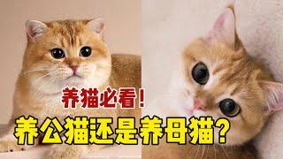 养公猫好还是母猫好？3个区别告诉你！