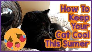 How to Keep Your Cat Cool in Summer! 5 Tips on Keeping Your Cat Cool in the Summer Heat!