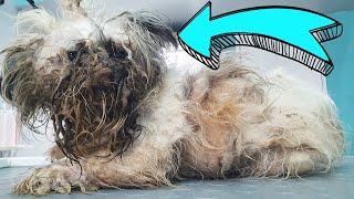 THIS IS A DOG ! YOU WON'T BELIEVE how he looks AFTER SHAVING all this matted fur *Adopted*