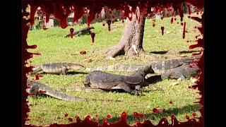 Monitor Lizards eat a Cat , Lumpini Park Bangkok  ตัวเงินตัวทองกินแมว ! twitch.tv/switzerlandrolfyh