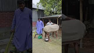 Extraction of cow's milk