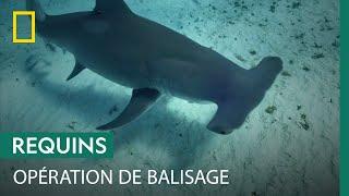 Pose d'un biologgeur sur un requin-marteau