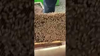 honey beekeeping, breaking up the colony with a mating box #youtubeshorts #honeybeefarming #shorts
