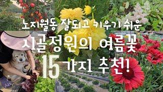 SUB) 노지월동 잘되고 키우기 쉬운 여름꽃 15가지 추천! | 시골집 | 주말농장 | 힐링 | 시골정원 | 댕댕이 | Korean countryside life |