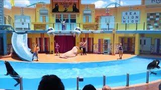 Complete Sea Lion High Show from Sea World Orlando 2017
