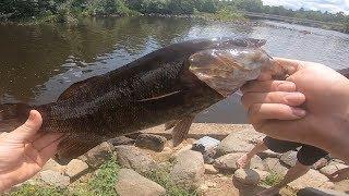 How to catch Smallmouth bass on live minnows + Bonus abnormal fish!