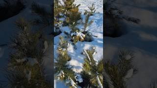 Хруст снега в деревне | АСМР #asmr#релакс