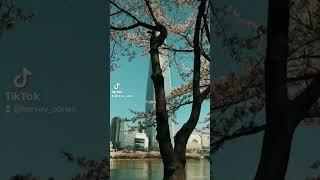 Seokchon Lake Park & Lotte World Tower - Seoul #cherryblossomfestival #charryblossom #korean