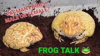 Pacman Frogs | Frog Talk  | Male or Female??? Click and find Out