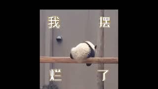 【大熊猫】熊猫系列：好可爱呀！我现在也想摆烂  【Panda】