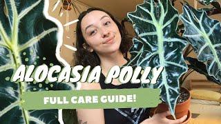 ALOCASIA POLLY PLANT CARE | dormancy, propagation + more! | alocasia amazonica