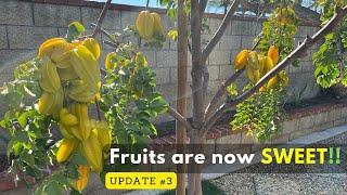 Star Fruit - Carambola - update # 3  --- fruits are sweet!!!
