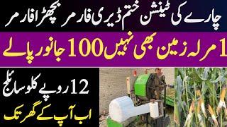 Best Quality silage making process for dairy farming and cattle farming in pakistan