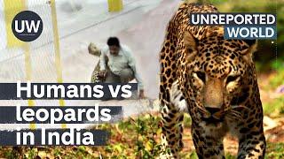 Humans vs leopards: India's silent predators | Unreported World