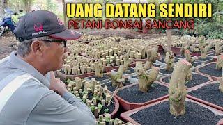 UANG DATANG SENDIRI JIKA BUDIDAYA BONSAI SANCANG KARENA CEPAT SEKALI BANYAK