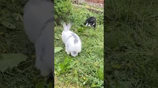 Fluffy bunny and a curious little kitten