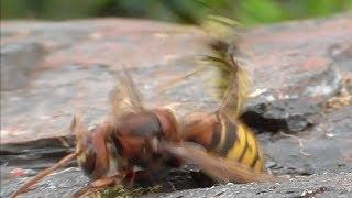 Wasps attack hornet. Wespen greifen Hornisse an