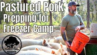 SMALL SCALE Pastured Pig Farming | HOW we are getting our pigs ready for processing