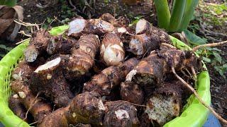 Taro root harvesting