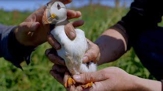 Cute Baby Puffin Sees World for the First Time! | World Beneath Your Feet | BBC Earth