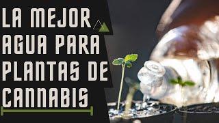 ¿Cuál es el mejor tipo de agua para las plantas de cannabis? Marijuana