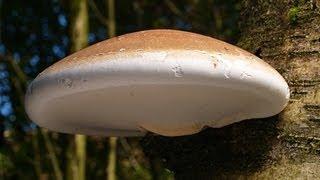 The Magical Birch Polypore!