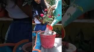 Quick tips to re-pot nursery bought Rose plant #shorts