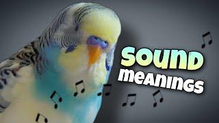 Parakeet Sounds and Their Meanings 