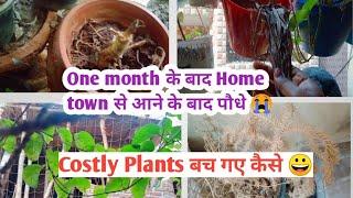 one month home town से आने के बाद मेरे पौधे/July month Balcony garden overview