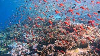 KOMODO DIVING BATU BOLONG - One of the best dive sites in Komodo