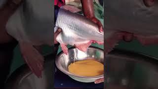 Como os pangas nascem?                   #panga #pangasius #nascimento #reprodução #peixe