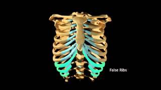 Ribcage Movement During Respiration