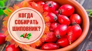 Когда собирать шиповник?  Полезные свойства шиповника  Обзор hitsadTV