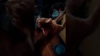 !!!!ШОК!!!!!ОРЕНБУРГСКИЙ КОТ!!!!!!!!ШОК!!!!!!!!!!!!11!!!!!!!!1!!!!!!