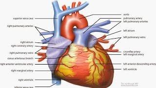 Your Heart - The Most Important Muscle In Your Body