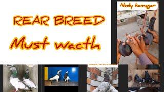 Real Breed,s Pigeons Must Watch || Syed Pigeons Officials