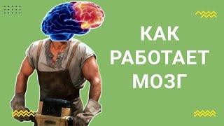 Как работает наш мозг.  Интересные факты о мозге