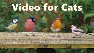 Videos for Cats to Watch  ~ Birds of Beauty ⭐ 8 HOURS ⭐