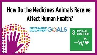 How Do The Medicines Animals Receive Affect Human Health?