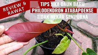 Tips Jika Daun Baru Philodendron Atabapoense Tidak Mekar Sempurna #philodendron_kebuncilik