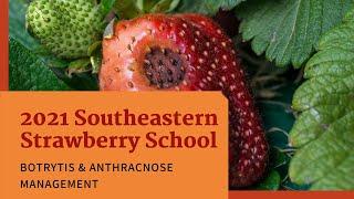 Part 2 | Botrytis and Anthracnose Management