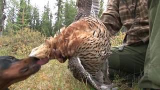 På Skuddhold skogsfugljakt med stående fuglehund