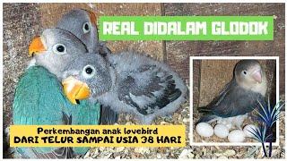 PERKEMBANGAN ANAKAN LOVEBIRD DARI TELUR SAMPAI MENETAS USIA 38 HARI DIDALAM GLODOK