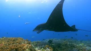 Misool Eco Resort - Raja Ampat South - Diving 4 K