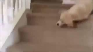 falling dog (WITH EXPLOSIONS)