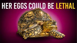 Saving a Giant Tortoise from Her Own Eggs?! + more