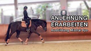 Anlehnung mit beim Pferd erarbeiten / Ausbildung Mistral / Vorwärts Abwärts Reiten / INLEOBO