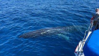 Friendly Fin Whale "Inspects" Whale Watching Passengers | Dana Point, CA